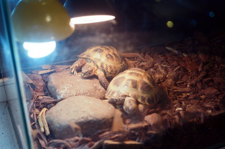 Turtles In Terrarium Warmed Up With Light