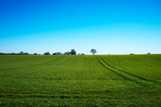 A vast, peaceful green field with a single tree under a clear blue sky in Knebworth, England.