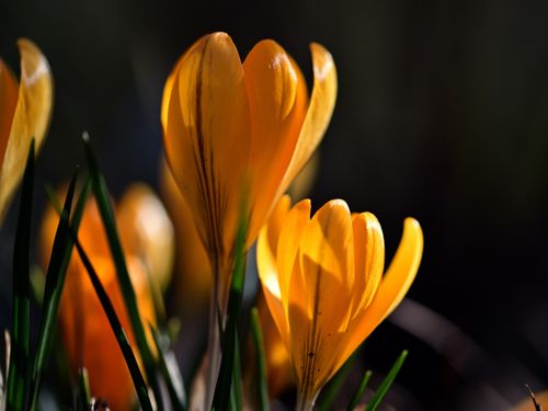 Free Close-up of vibrant orange crocuses blooming in spring sunlight. Stock Photo