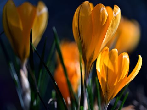 Close-up of bright yellow crocus flowers highlighted against a dark background, showcasing nature's beauty.