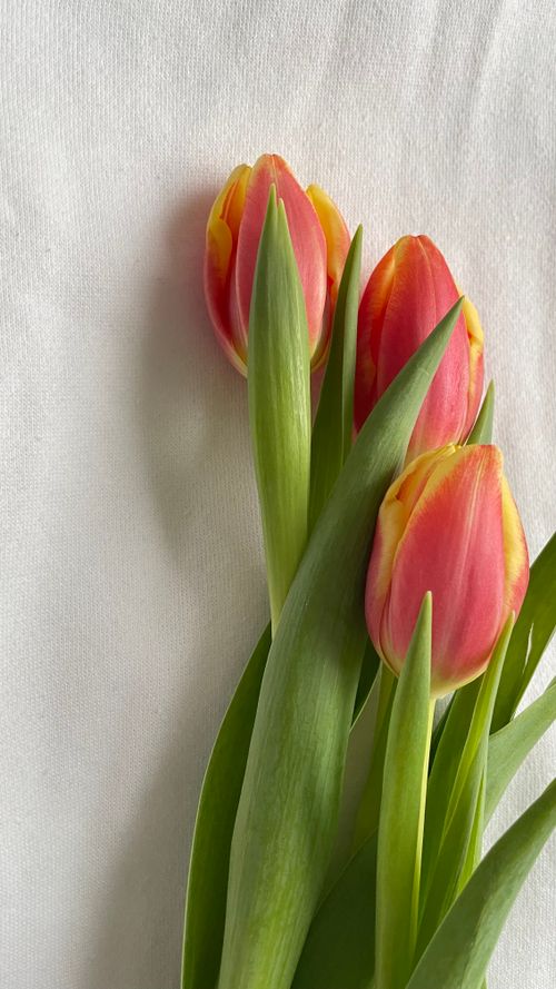 Free Close-up of pink and orange tulips on a textured white background, showcasing vibrant spring colors. Stock Photo
