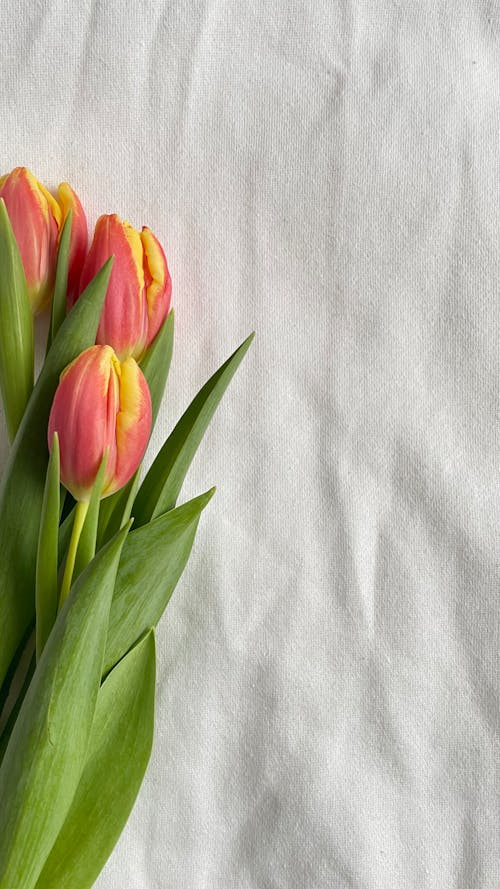 Red and Yellow Tulips on White Textile