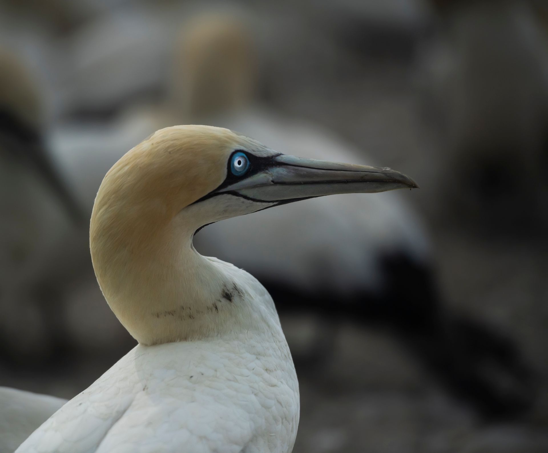 A detailed close-up image of a Cape Gannet bird in natural habitat.