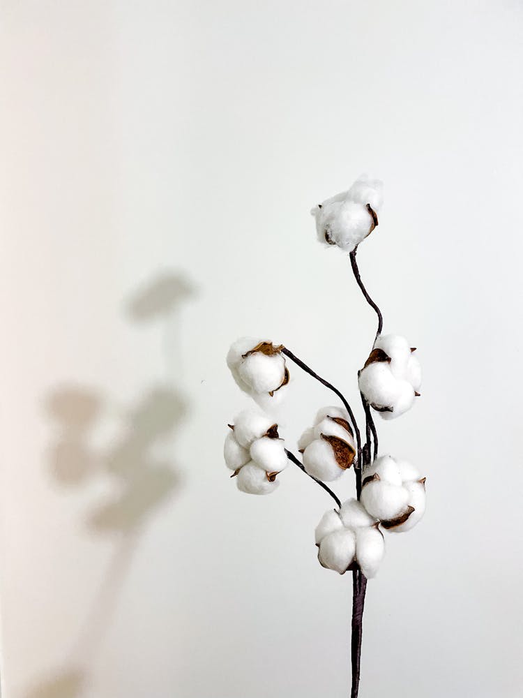 White Buds On Twigs