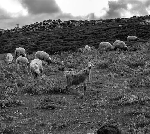 Grayscale Photo of Sheep in the Field