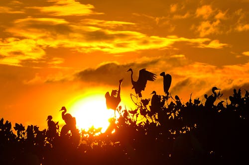 Ilmainen kuvapankkikuva tunnisteilla auringonlasku, Linnut, villieläimet