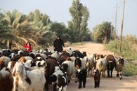 A woman and child herding goats on a rural road in Iraq, showcasing traditional countryside life.