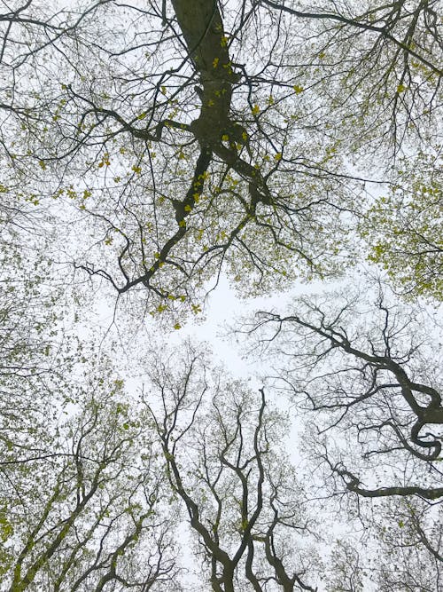 Tree Branches with Leaves Under Clear Sky