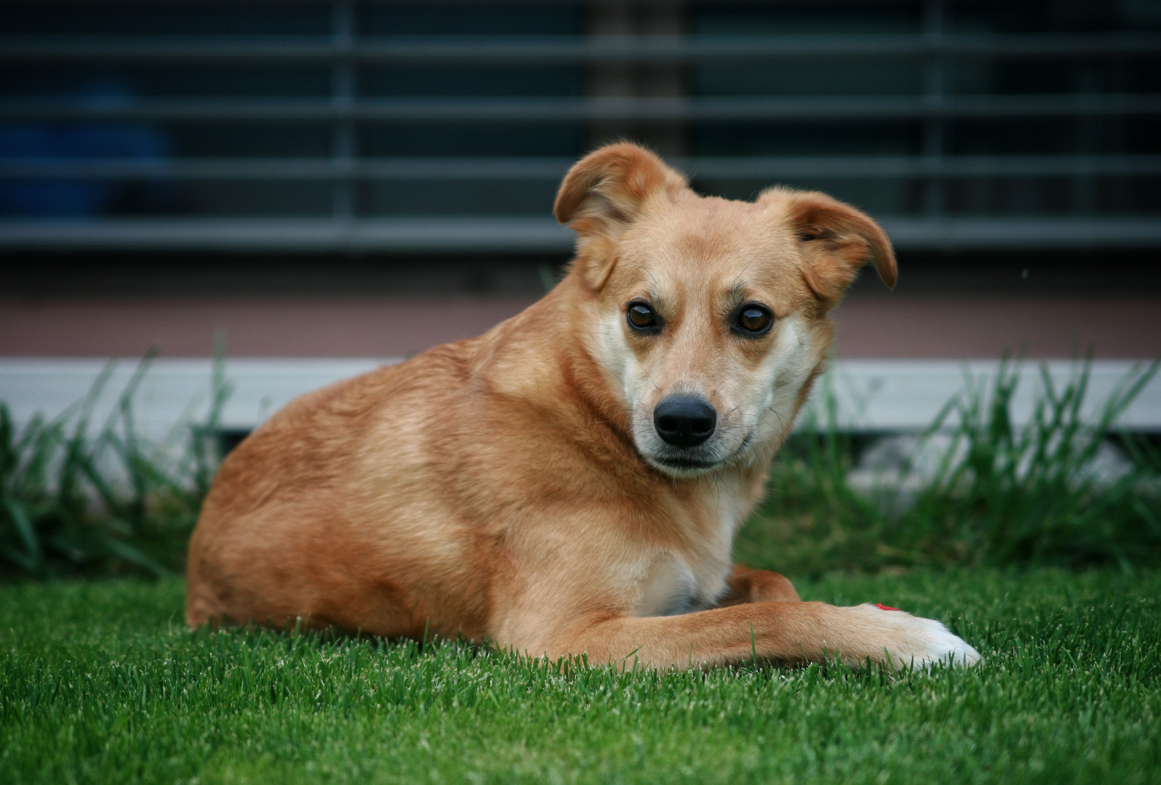 Foto Stok Gratis Tentang Amatir Anjing Buatan Rumah