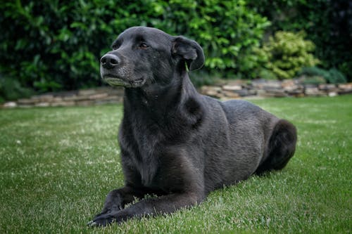 Взрослая тайваньская черная собака лежит на лужайке