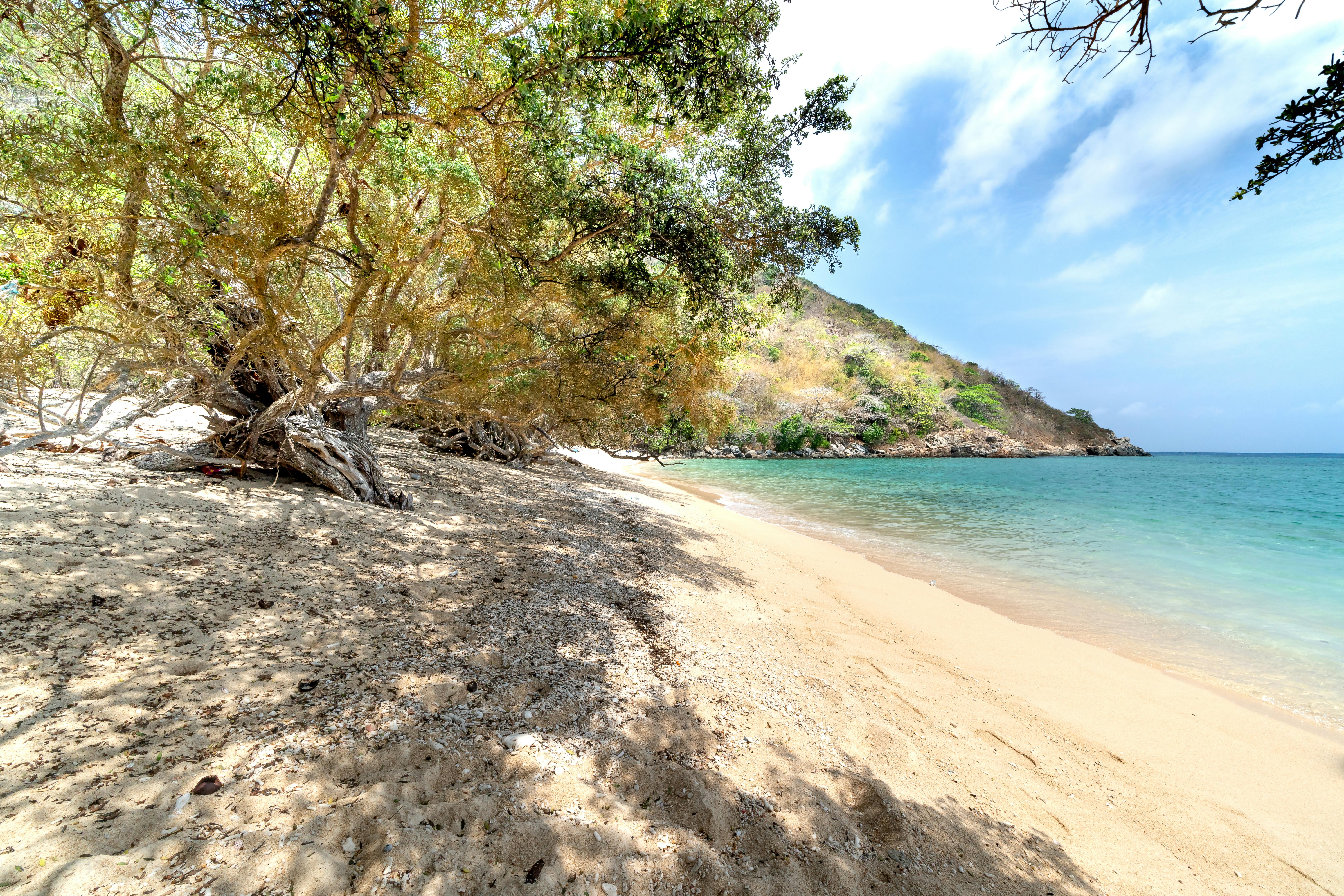 A serene beach scene featuring lush trees, golden sand, and clear blue waters under a bright sky.