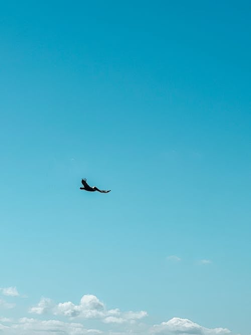 垂直拍摄, 自由, 藍天 的 免费素材图片