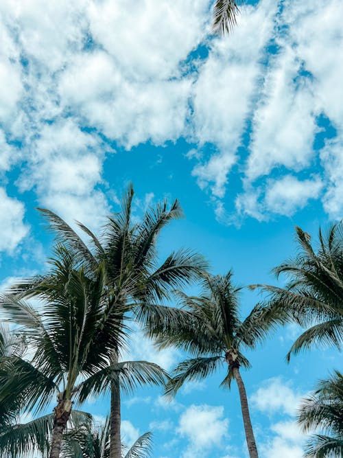 Бесплатное стоковое фото с вертикальный выстрел, голубое небо, кокосовые пальмы