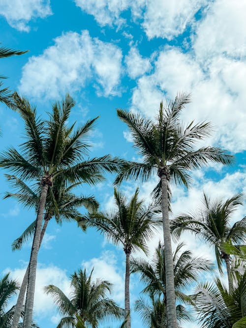 Free Palm Trees Under Cloudy Sky Stock Photo