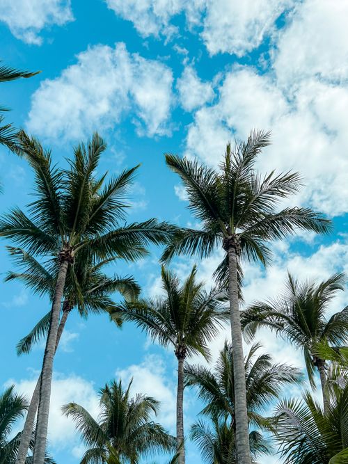 Free Lush palm trees under a blue sky with fluffy clouds in Florida, USA. Stock Photo