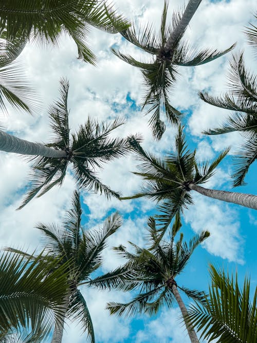 Бесплатное стоковое фото с вертикальный выстрел, кокосовые пальмы, облачное небо