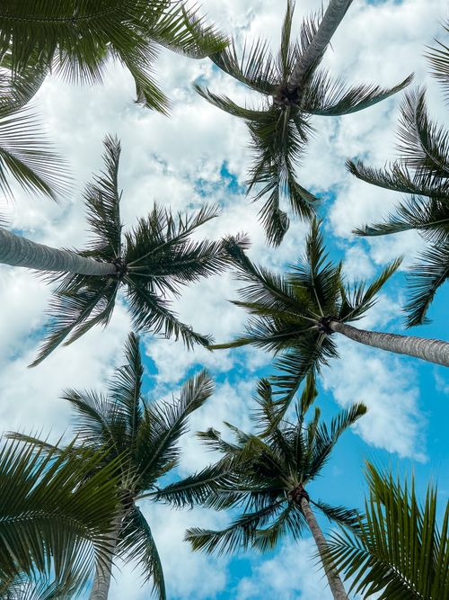 Free Beautiful view of a sunny sky framed by towering palm trees in Miami, Florida. Stock Photo
