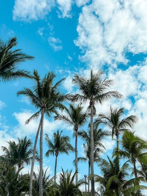 Foto profissional grátis de céu azul, coqueiros, nublado