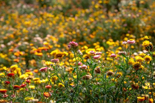 Free A stunning field filled with vibrant, colorful flowers in full bloom under the bright daylight. Stock Photo