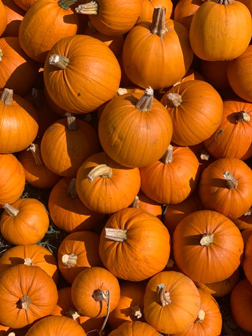 Fotos de stock gratuitas de brillante, caer, calabazas