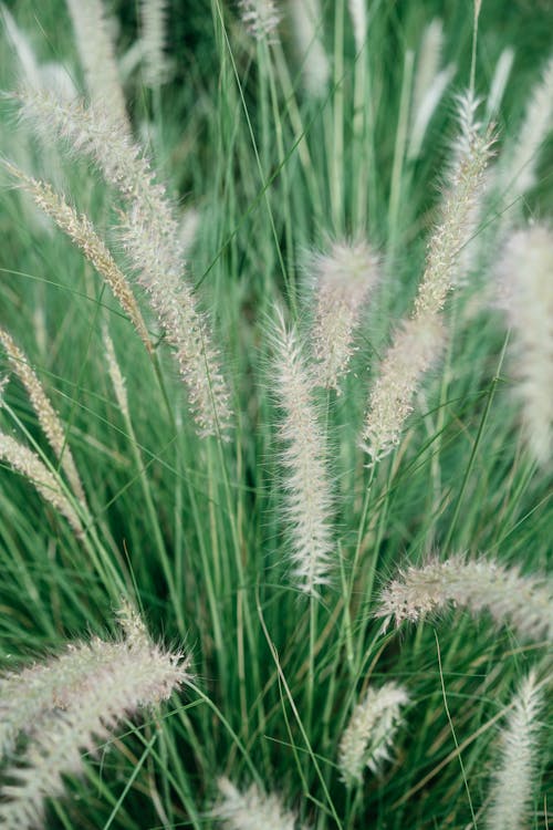 Close-up Photo of Pampas Grass 