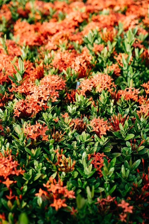 Close-up Photo of Chinese Ixora Flowers 
