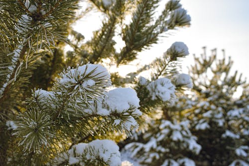 Безкоштовне стокове фото на тему «зима, листя сосни, покритий снігом»
