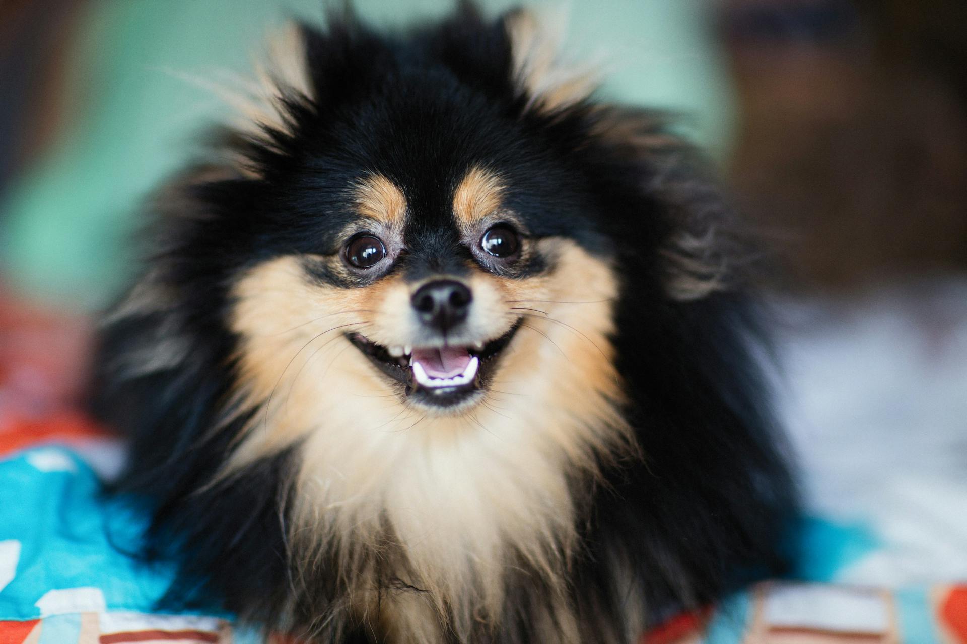 Zwarte Pommerenhond in close-upfotografie