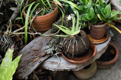 Free Green Plant on Brown Clay Pot Stock Photo
