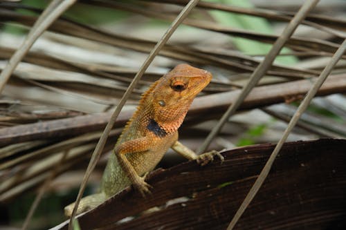 Gratis Foto stok gratis fotografi binatang, kadal taman oriental, merapatkan Foto Stok