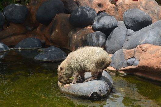 Capybara standing on rocks by water, captured in a natural wildlife setting.
