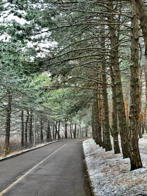 Road among Coniferous Trees
