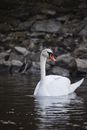 White Swan on Water