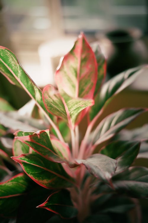 Foto d'estoc gratuïta de aglaonema, fulles, planta