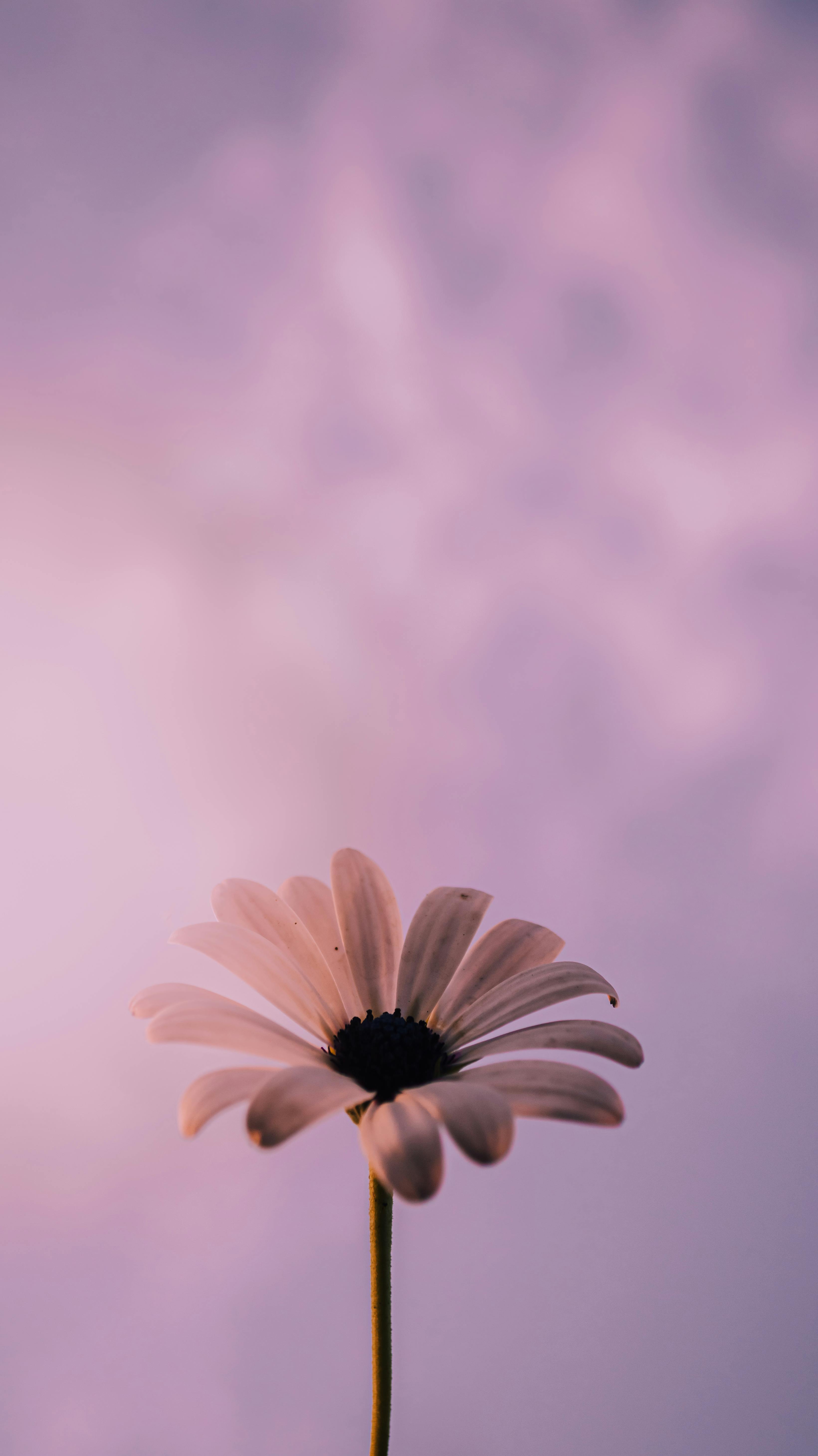 Pink Daisy Images  Free Download on Freepik