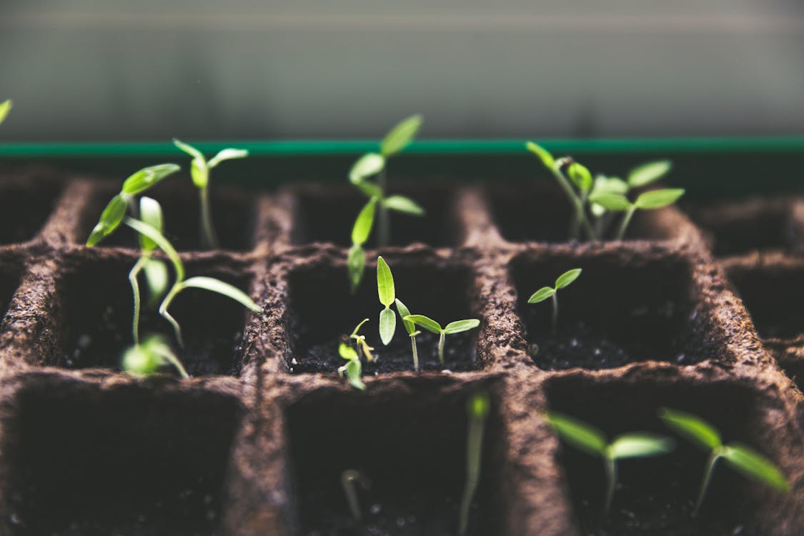 Free stock photo of growth, macro, plants