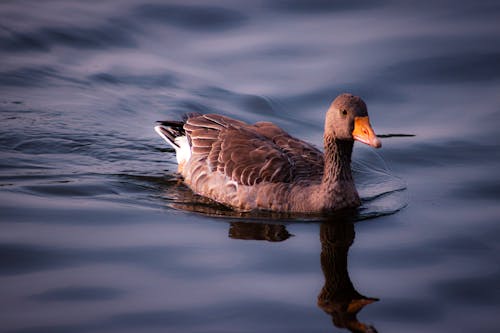 Goose on Water 