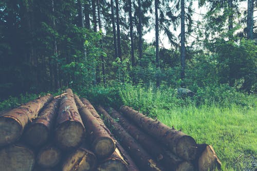 Free stock photo of forest, logs, nature