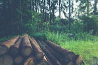 宁静的森林里，前景堆放着原木，展现了大自然的美丽