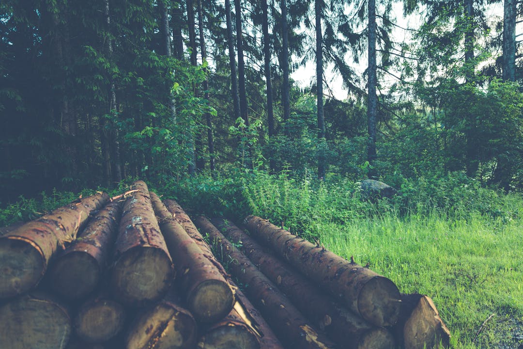 A tranquil forest setting with logs stacked in the foreground, showcasing nature's beauty.