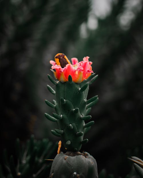 Fotografía De Enfoque Selectivo De Flor De Cactus Rosa