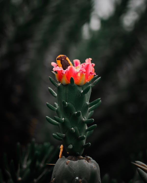 Selektiver Fokus Fotografie Der Rosa Kaktusblume
