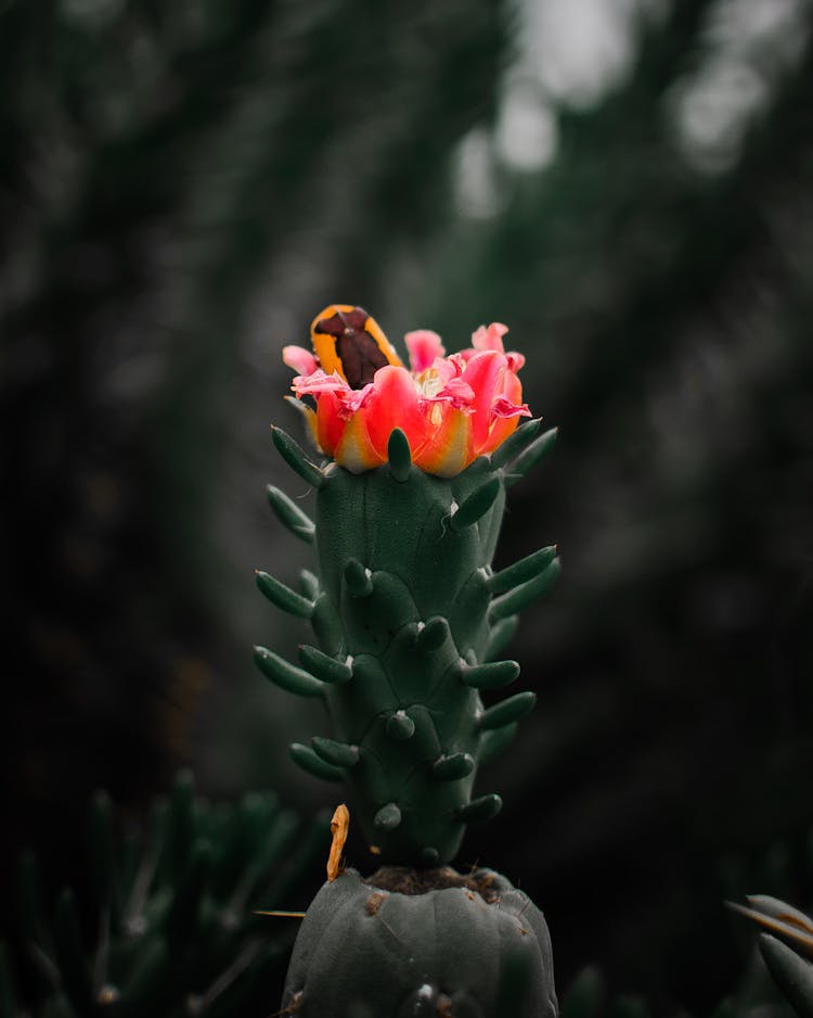 Selective Focus Photography Of Pink Cactus Flower