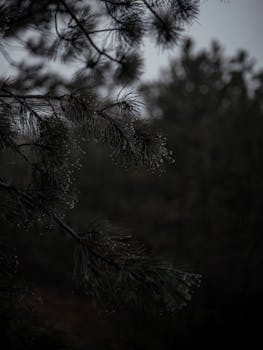Dark, atmospheric close-up of pine needles with raindrops in a forest setting.