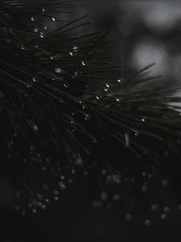 Moody close-up of pine needles adorned with fresh water droplets.