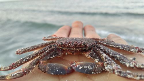 Free stock photo of crab, sea Stock Photo