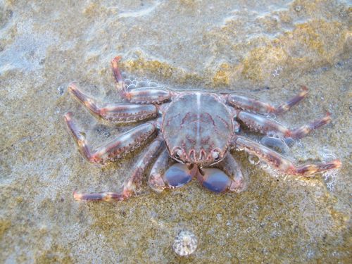 Free stock photo of crab Stock Photo