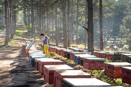 Fotos de stock gratuitas de abejas, al aire libre, apicultura