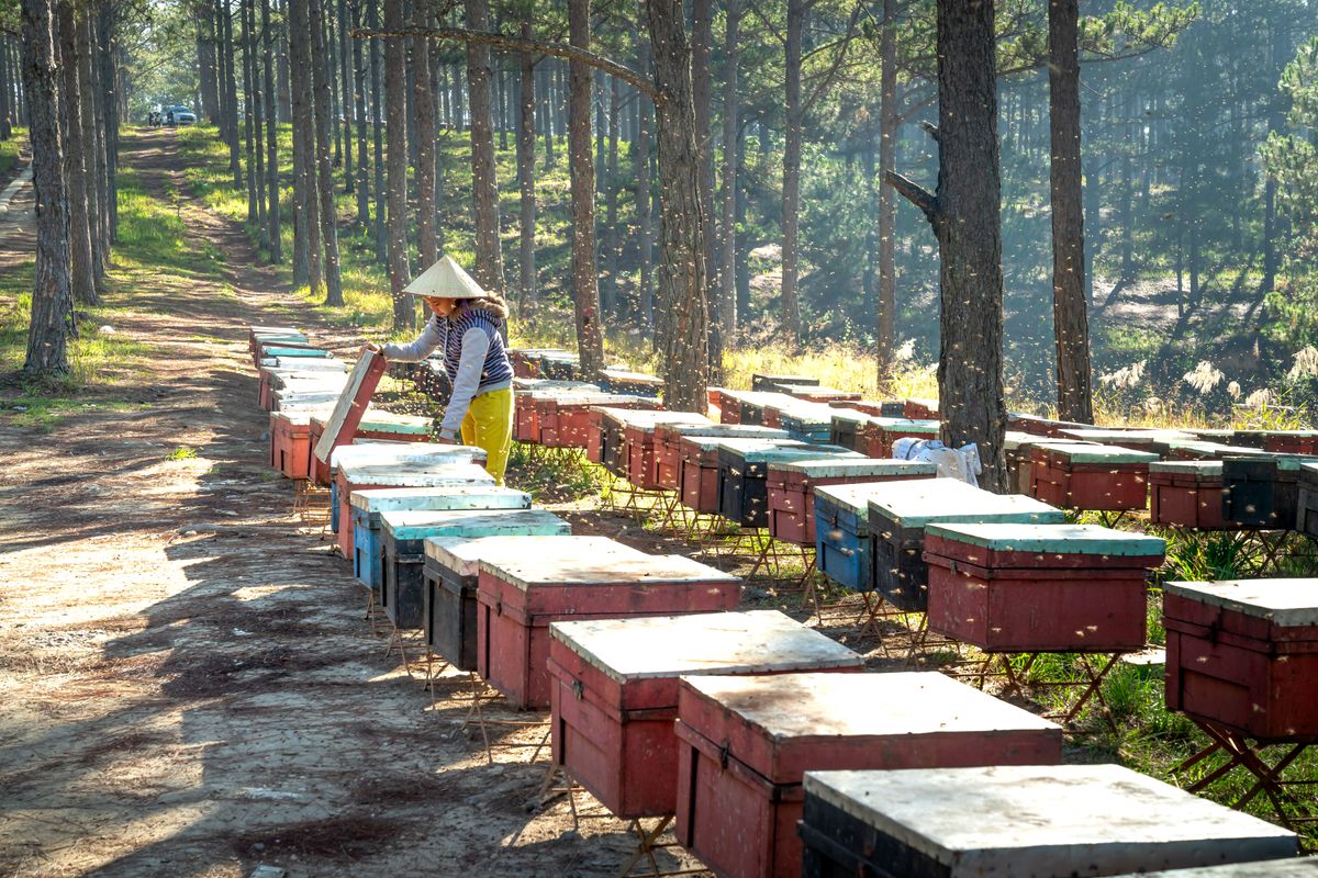 Beekeeping and Pollination for Urban Gardens — Green Revolution Farmers