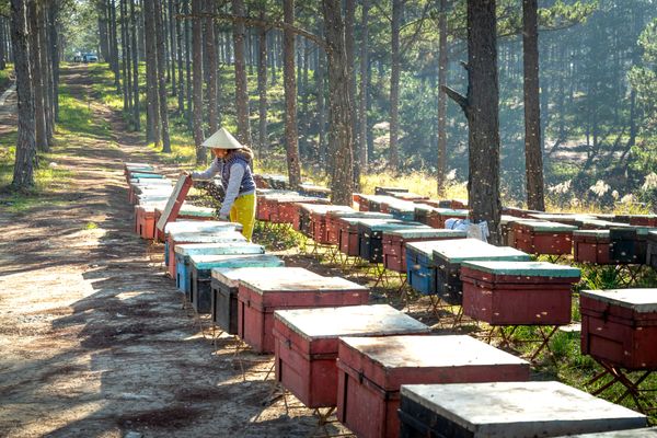 Beekeeping and Pollination for Urban Gardens — Green Revolution Farmers